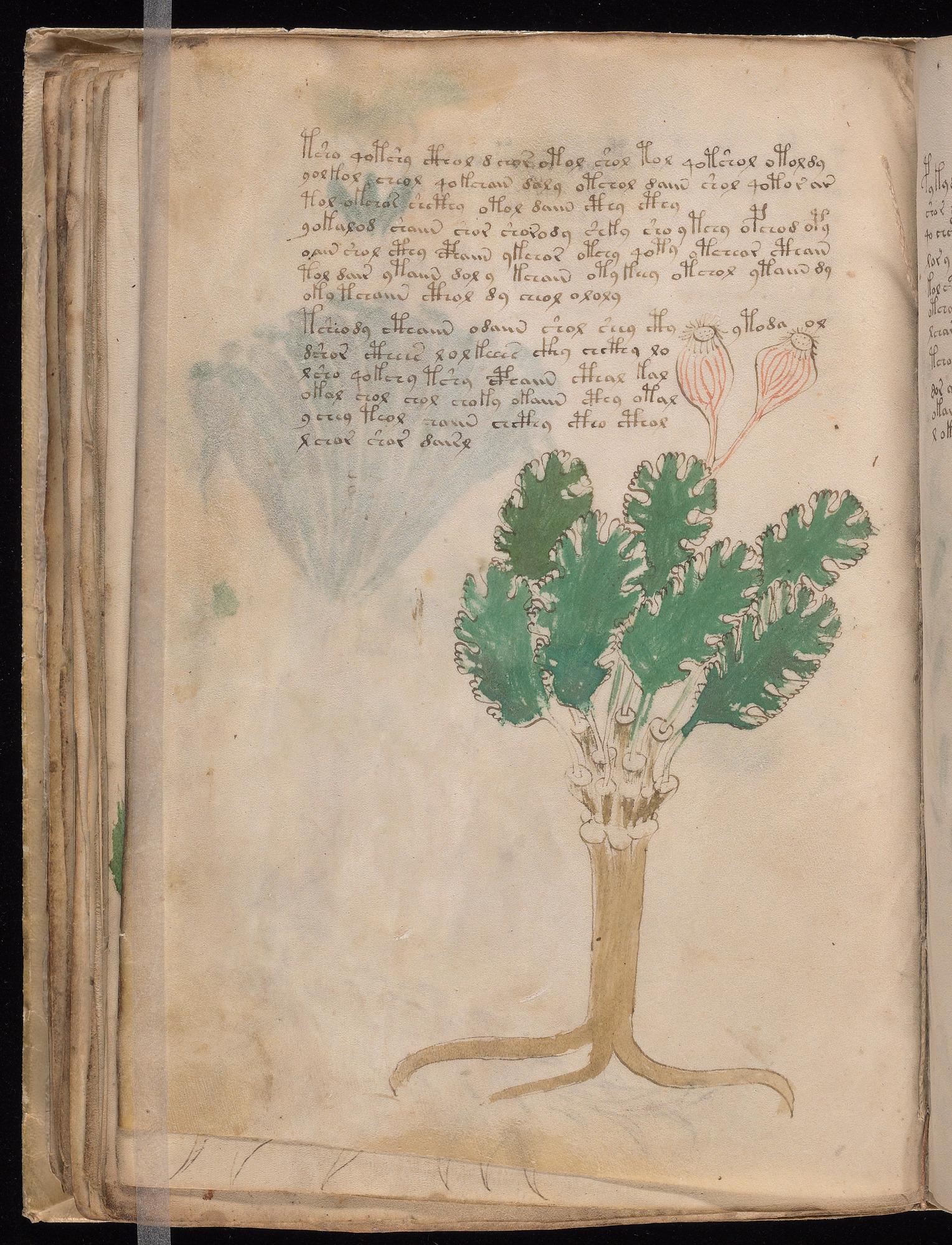 Voynich Manuscript folio f44v — Beinecke MS 408